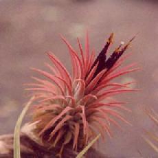 Tillandsia ionantha
