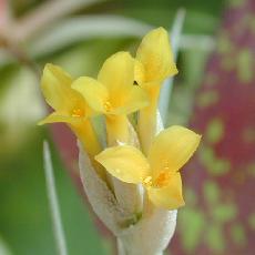 Tillandsia ixioides