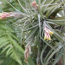 Tillandsia jucunda var. viridiflora