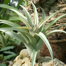 Tillandsia lautneri
