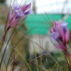 Tillandsia montana