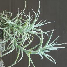 Tillandsia paleacea