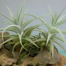 Tillandsia purpurea