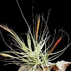Tillandsia schiedeana  'Major'
