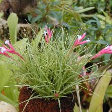 Tillandsia seideliana