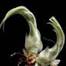 Tillandsia seleriana