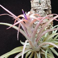 Tillandsia sphaerocephala