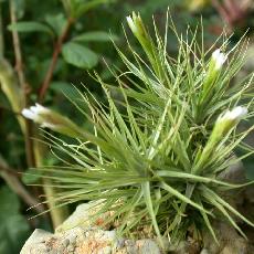 Tillandsia tenuifolia var. disticha