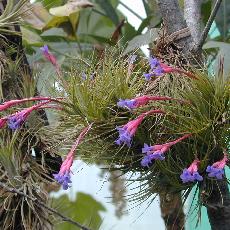 Tillandsia tenuifolia