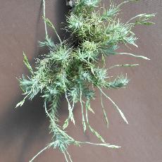 Tillandsia tricholepis