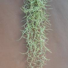Tillandsia usneoides  'Major'