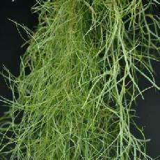 Tillandsia usneoides