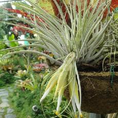 Tillandsia matudae