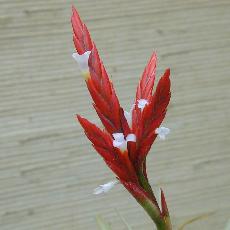 Tillandsia vernicosa