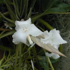 Tillandsia xiphioides