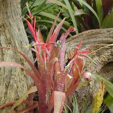Billbergia hybride nutans x saudersii