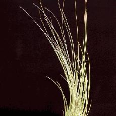 Tillandsia disticha