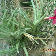 Tillandsia dorotheae