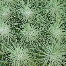 Tillandsia fuchsii var. gracilis