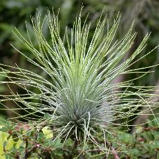 Tillandsia andreana