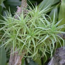 Tillandsia aeranthos  'Miniata'
