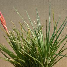 Tillandsia dura