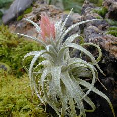 Tillandsia mauryana