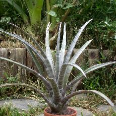 Tillandsia hildae