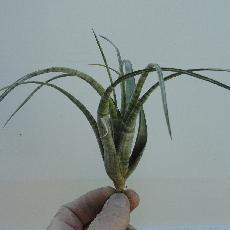 Tillandsia flexuosa