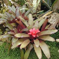 Nidularium innocentii