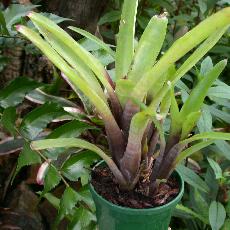 Neoregelia amandae