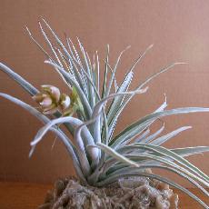 Tillandsia pohliana