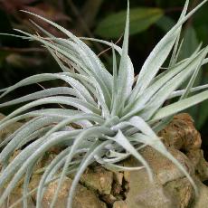 Tillandsia kammii