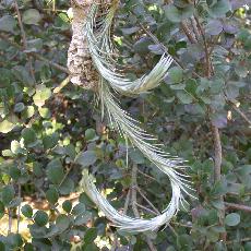 Tillandsia araujei 'Longissima'
