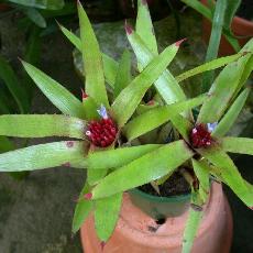 Neoregelia cyanea