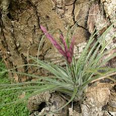 Tillandsia floribunda