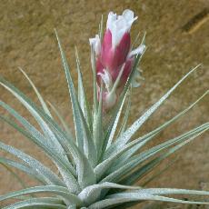 Tillandsia stricta  'Albiflora'