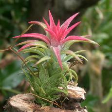 Tillandsia ionantha var. vanhyningii