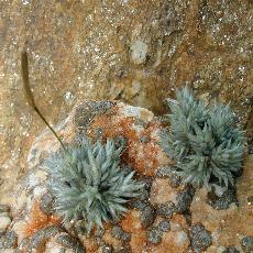 Tillandsia aizoides