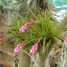 Tillandsia tenuifolia var. strobiliformis