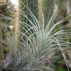 Tillandsia tectorum var filifoliata