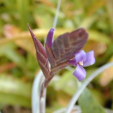 Tillandsia cardenasii