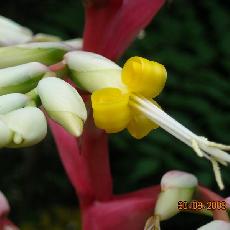 Vriesea imperialis