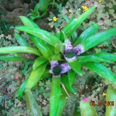 Neoregelia smithii