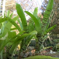 Neoregelia tigrina