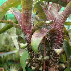 Aechmea chantinii