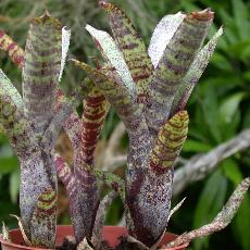 Neoregelia paucifolia