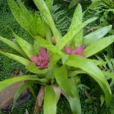 Nidularium radicans