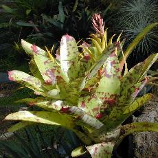 Neoregelia marmorata