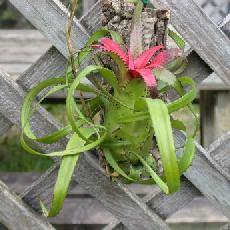 Neoregelia pendulla var brevifolia subsp. .
